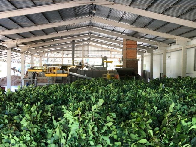 Recebimento de folhas de erva-mate